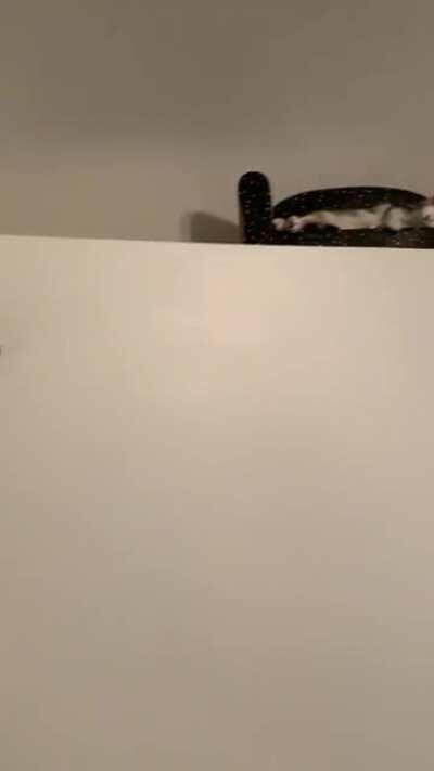 Living her best life in her kitty apartment