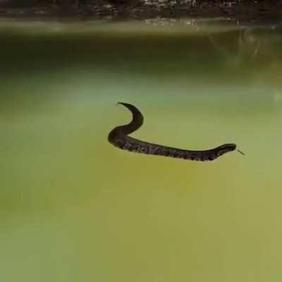 This snake looks like it&rsquo;s crawling on a green screen.
