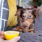 Doggo's reaction to lemon