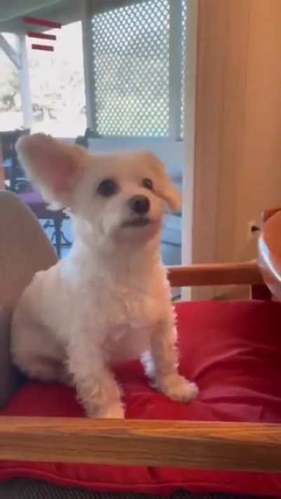 The dog's response when she hears all her favorite words.