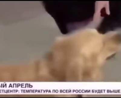 A dog in russia grabbed a reporter’s microphone and ran away during a live broadcast
