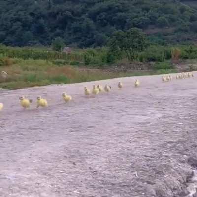 This train is going to the town...