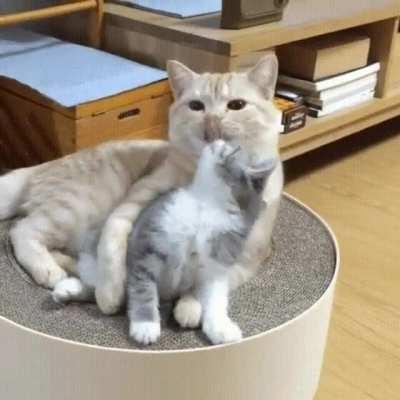 I will kiss him and squeeze him and love him and call him George