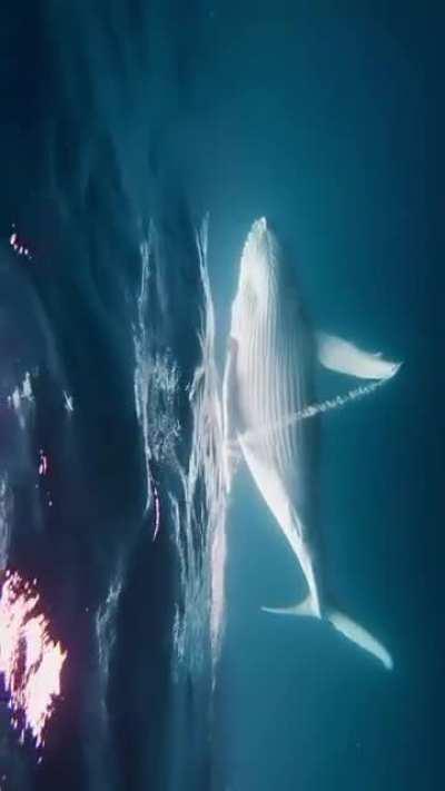 🔥Humpback Whale Calf dance - Tonga