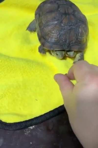 Two Headed Turtle Making The Best Of It