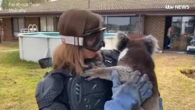 Scottish Reporter Tricked Into Thinking the Koala She Is Holding Is a 'Deadly Drop Bear'