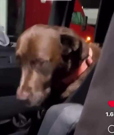Owner consoles sad dog after dog throws up in the car.