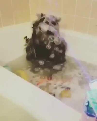 This is what raccoons do when they see bubbles :)