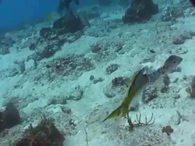Barracuda ends a Yellowtail Snapper's suffering