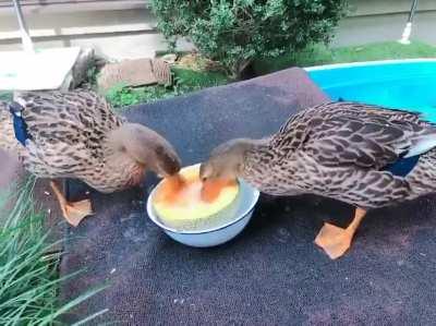 2 Ducks 1 Cantaloupe