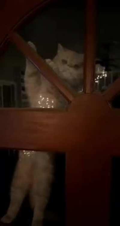 What's wrong with my cat?