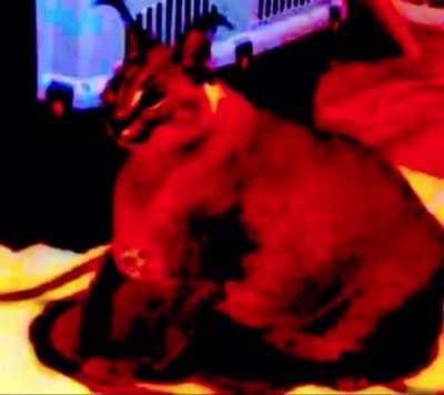 This floppa ain’t shi-