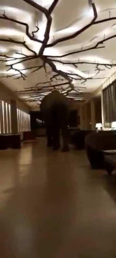 A wild elephant went into a Sri Lankan hotel and gently wandered around while poking stuff with his trunk