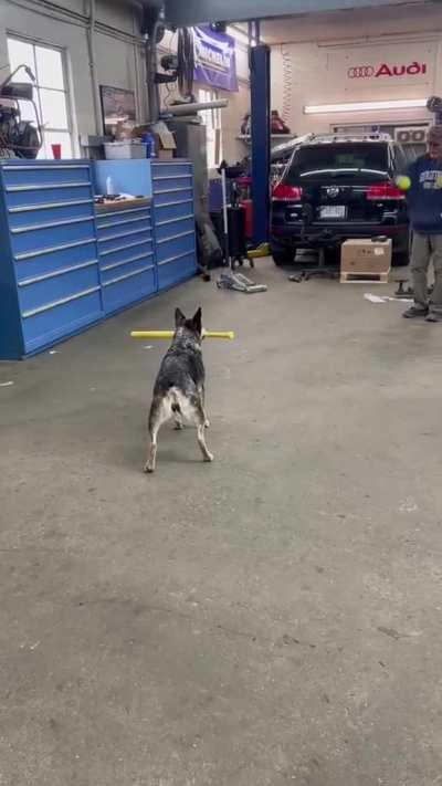 Nothing like a game of game of woofball to make the day better