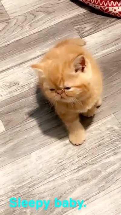 Sunshine scared himself while falling asleep standing 🙃