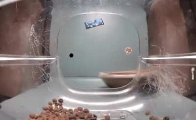 Wunk gets turned into a bowl.