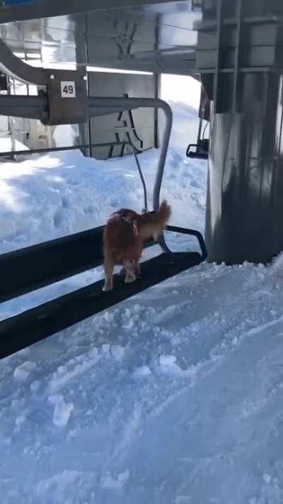 They're smaht dogs, Bront!