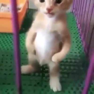Cat.