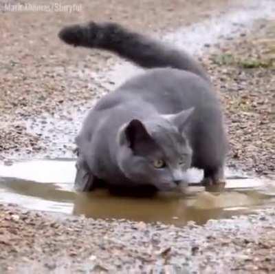 What apex animal is this