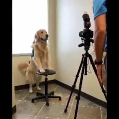 Therapy dog Kono gets her picture taken for her hospital ID badge