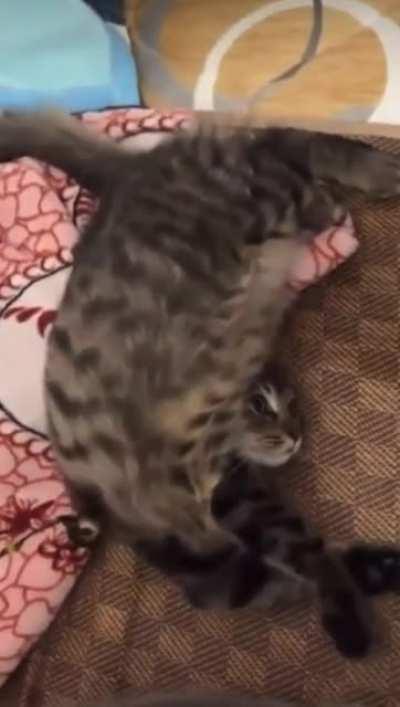 Contortionist Life Be Like…