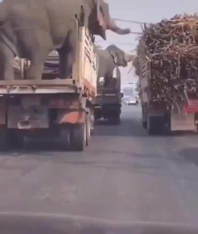 Elephants stealing sugarcane from a truck.