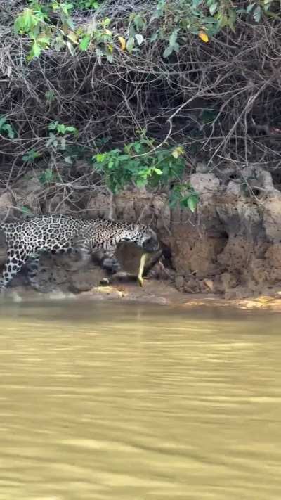 A Jaguar Hauls An Anaconda Out Of The Water