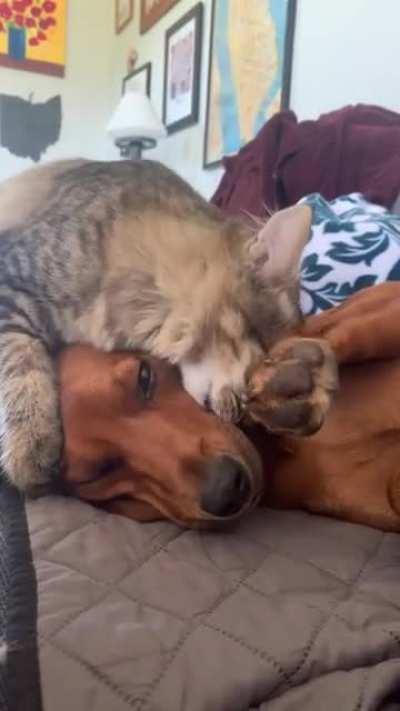 They have a love/hate relationship