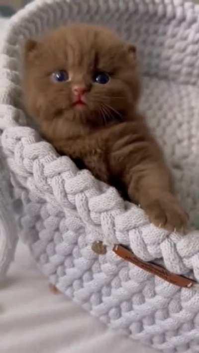 Smol chocolate gatto