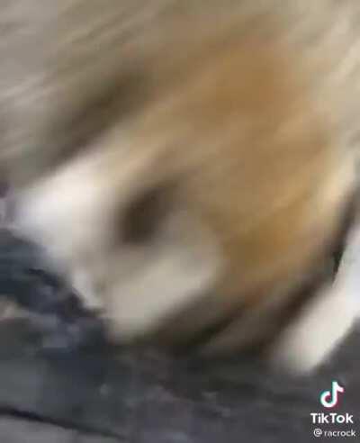 I thought Charmo would like a chonky boi