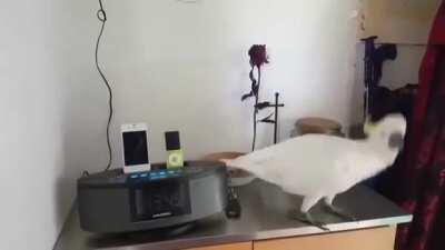 When your bird finds your stash.