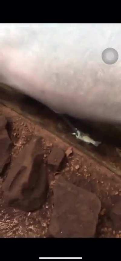 Kobe Bryant reincarnated as a dolphin