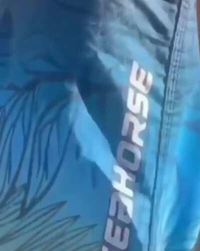 Só beca de qualidade!