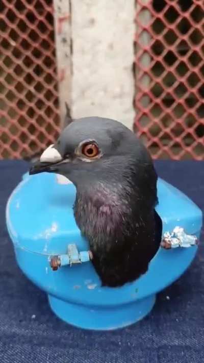 This is how you give pills to your pigeon.