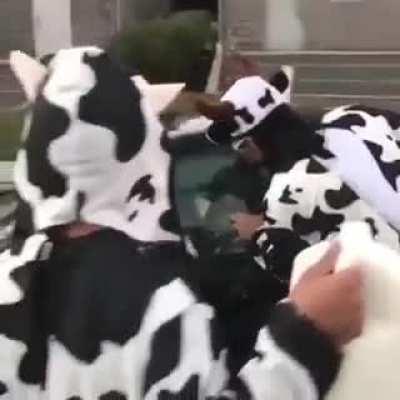 guys throw milk at some dudes car for no reason