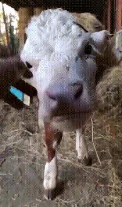 Nadine acting very dramatic while getting scratches