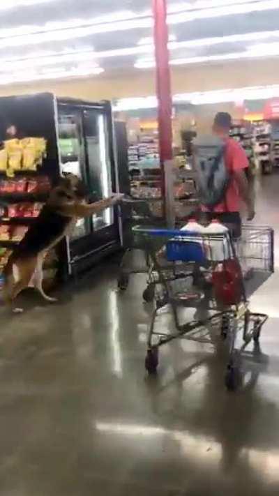 Must be a therapy dog.