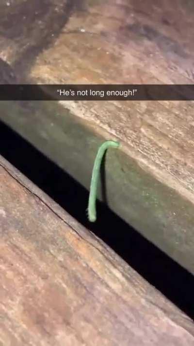 Just guys rooting for a caterpillar