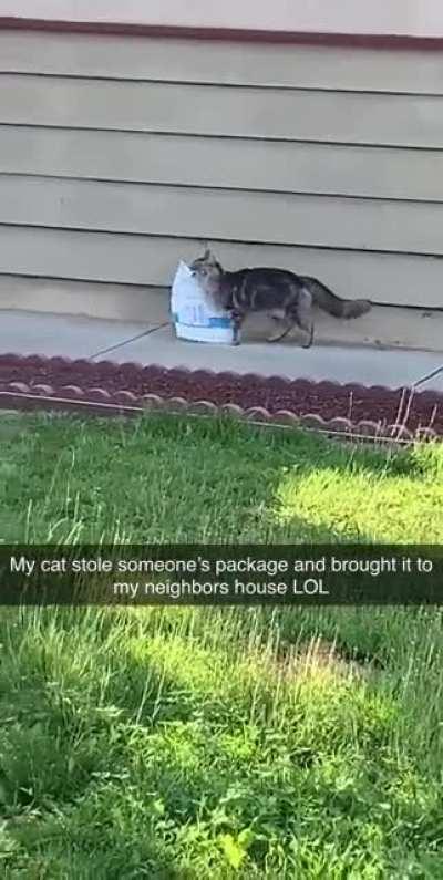My cat stole my neighbors Amazon package and tried to deliver it to me!