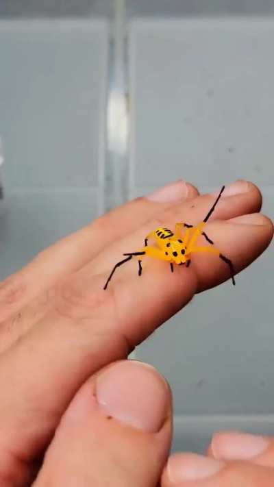 The Pikachu Spider