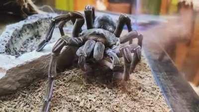 Met a Goliath Bird Eating Spider yesterday.