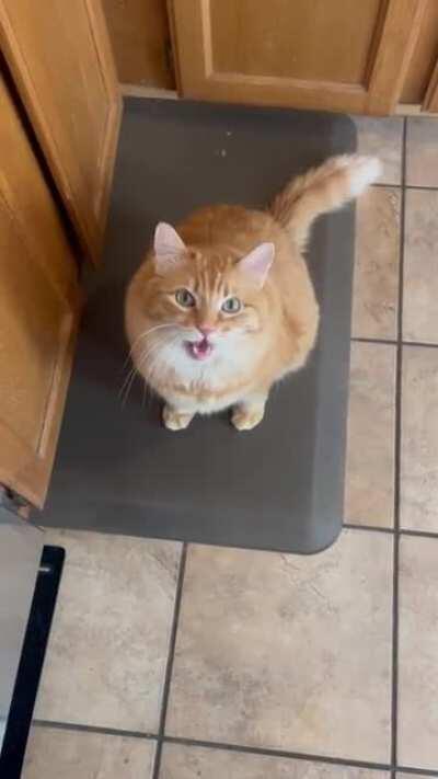 My friend and her cat Milo having a chat