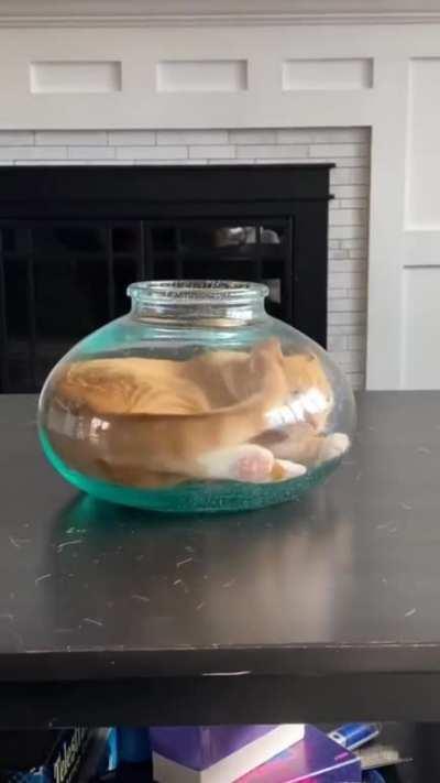 This proves that cats are liquid