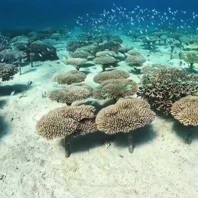 A Mesmerizing Coral Forest In Japan