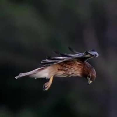 Falcon stabilized in the wind