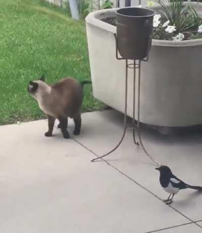 Magpie likes to tease the Siamese