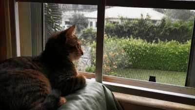 Relax with Sunny the Cat on YouTube - Join the Fam ❤️