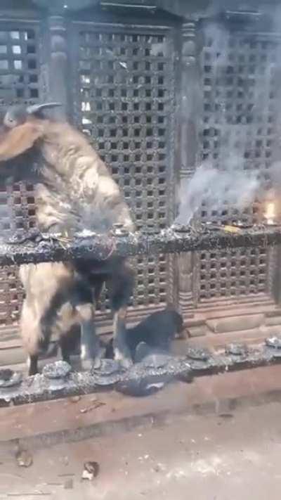 Black Phillip’s Wildin’ out!