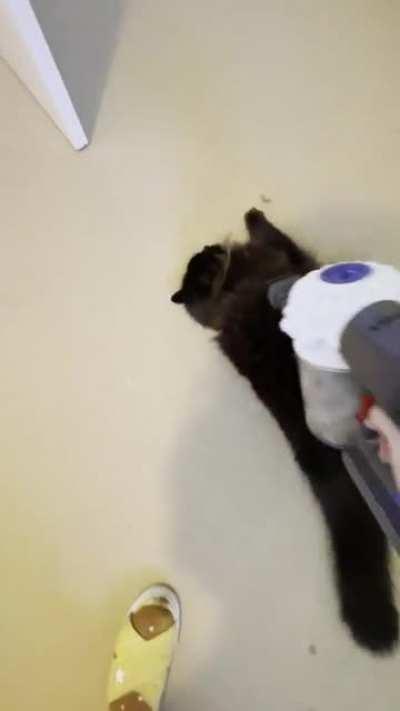 Lennon loves a good vacuuming