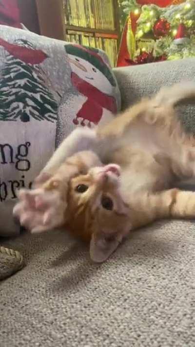 Yelling contortionist kitty